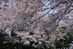 桜、満開２